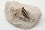 Fossil Pycnodont (Paranursallia) Crushing Mouth Plate - Morocco #196692-1